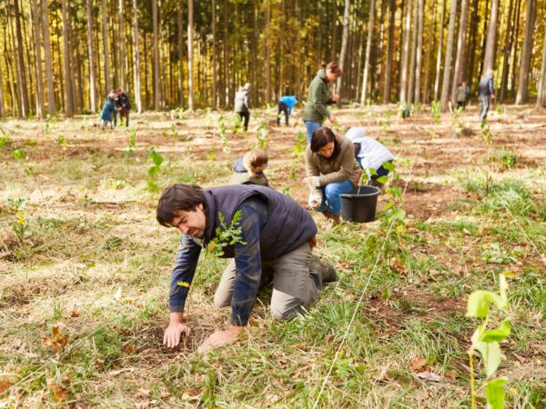 Group,Of,Volunteers,Plant,Trees,In,The,Forest,As,A