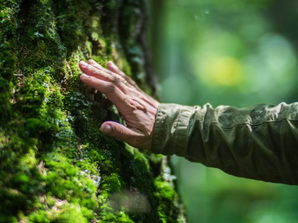 Man,Hand,Touch,The,Tree,Trunk,Close-up.,Bark,Wood.caring,For
